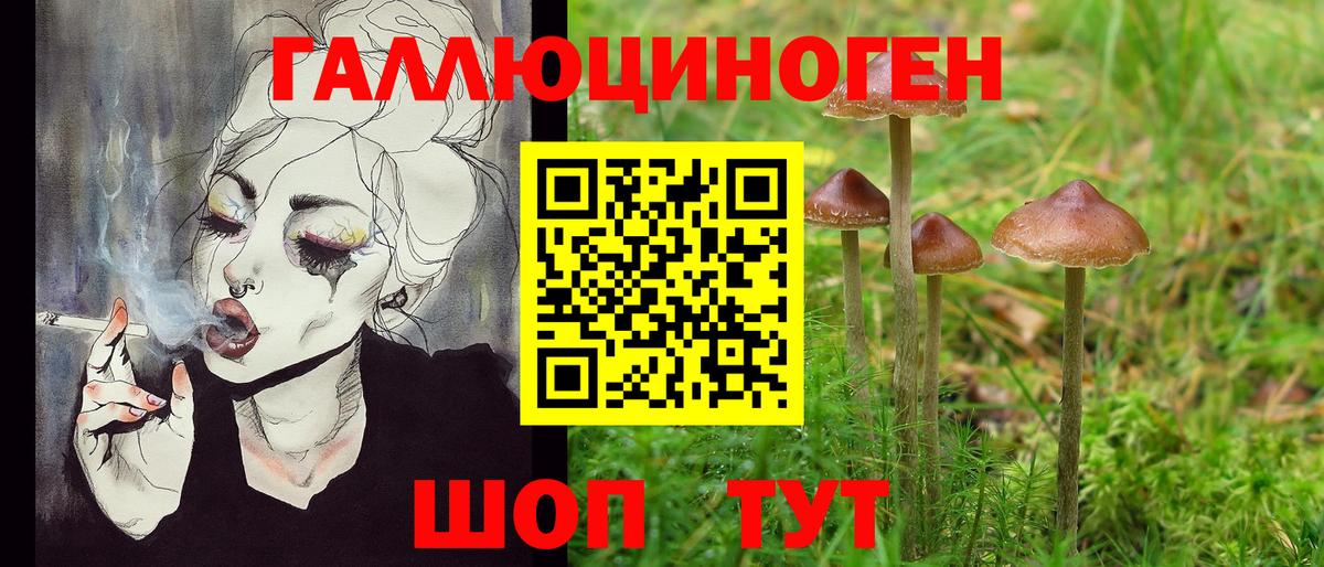 Галлюциногенные грибы Psilocybine cubensis Горно-Алтайск